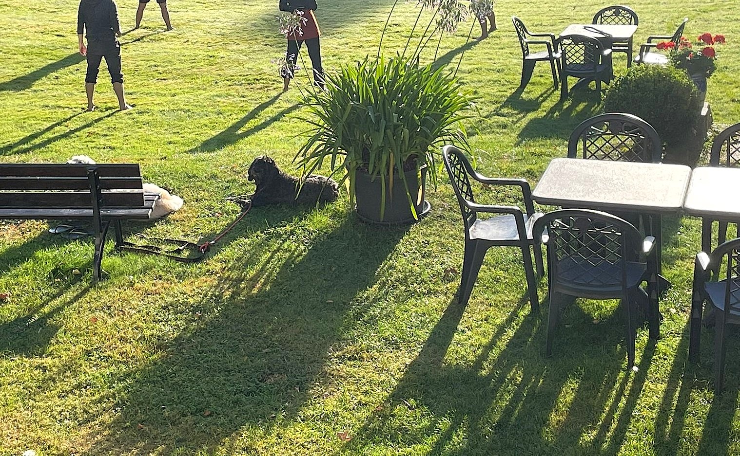 Zwei Hunde auf einer Wiese
